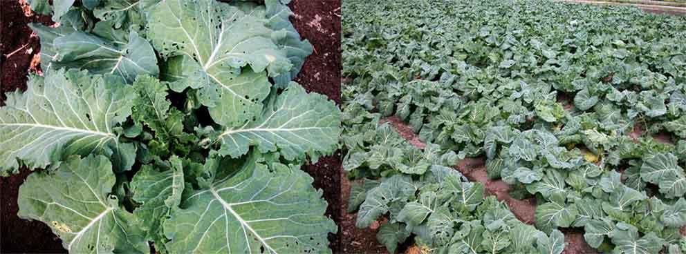 �P�[����